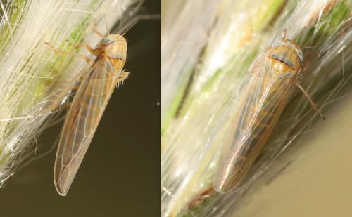 Réf. 334 677 : Balclutha frontalis